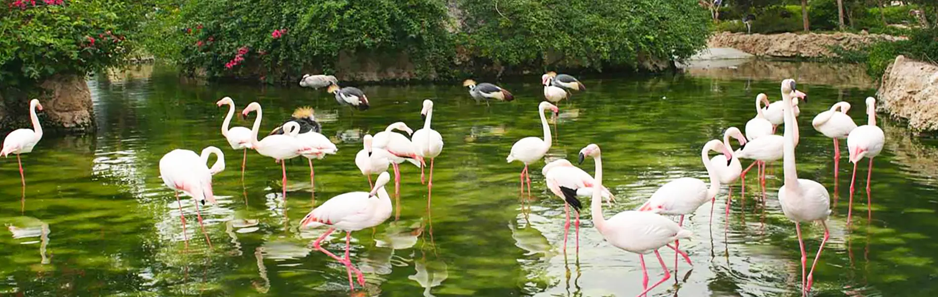 Kish Bird Garden, Kish Island Tourist Attractions