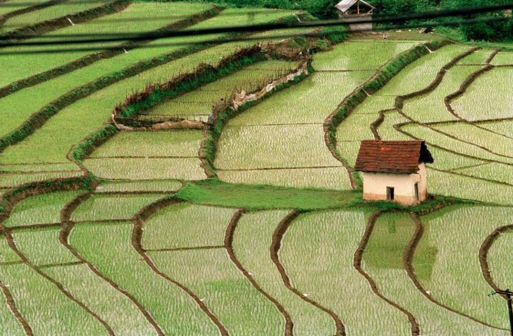 Mazandaran Province: Rice terraces