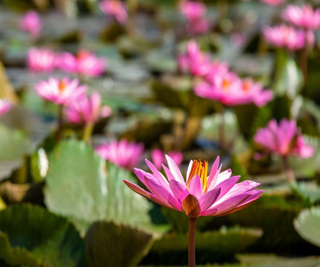 Anzali Lagoon Flowers