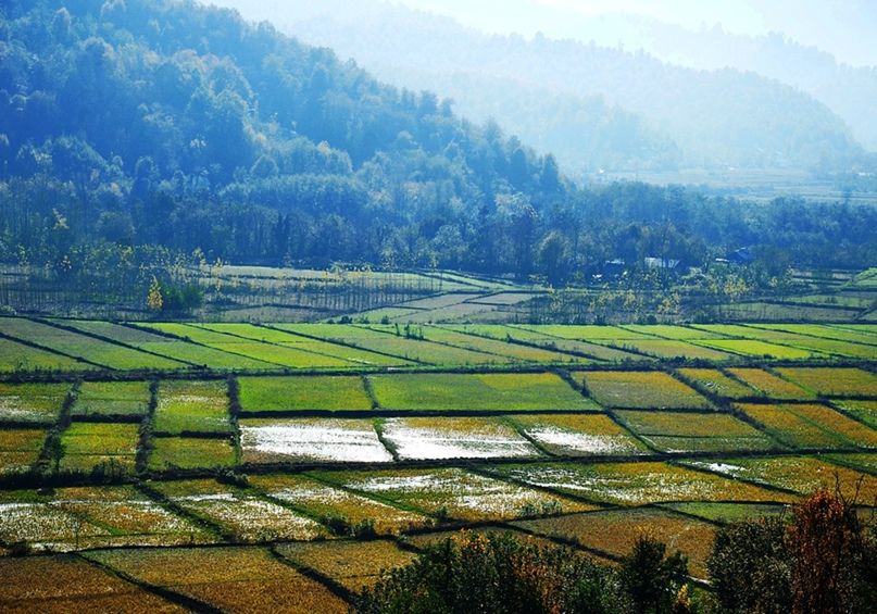 Gilan Province: Rice Field