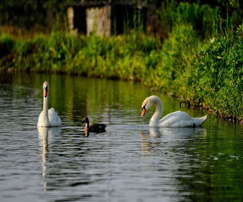 Anzali Lagoon Attractions