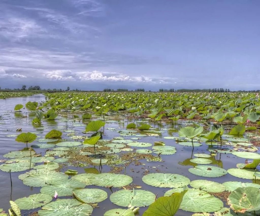 Anzali Lagoon