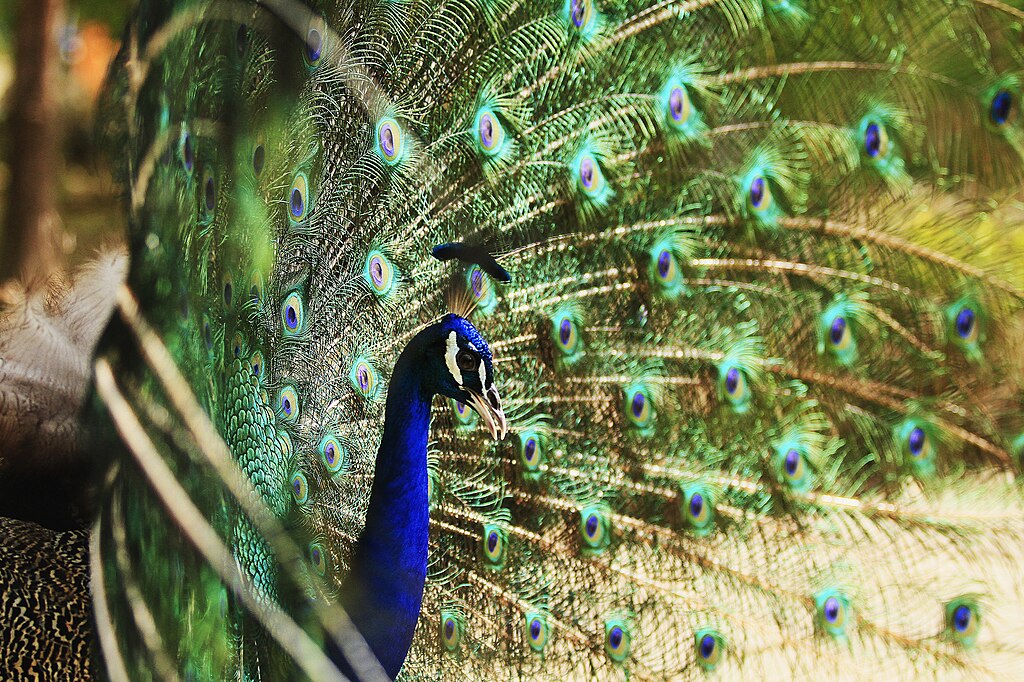 Kish Bird Garden Birds