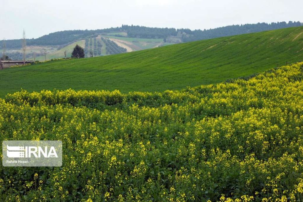 Golestan Province: Rapeseed Field