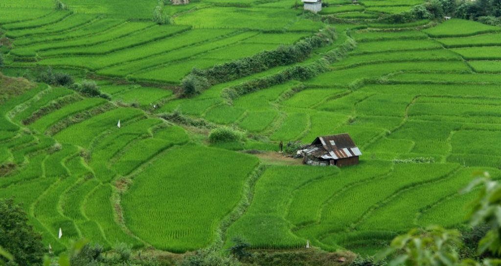 Northern Iran: Rice fields in Bandpey, Mazandaran