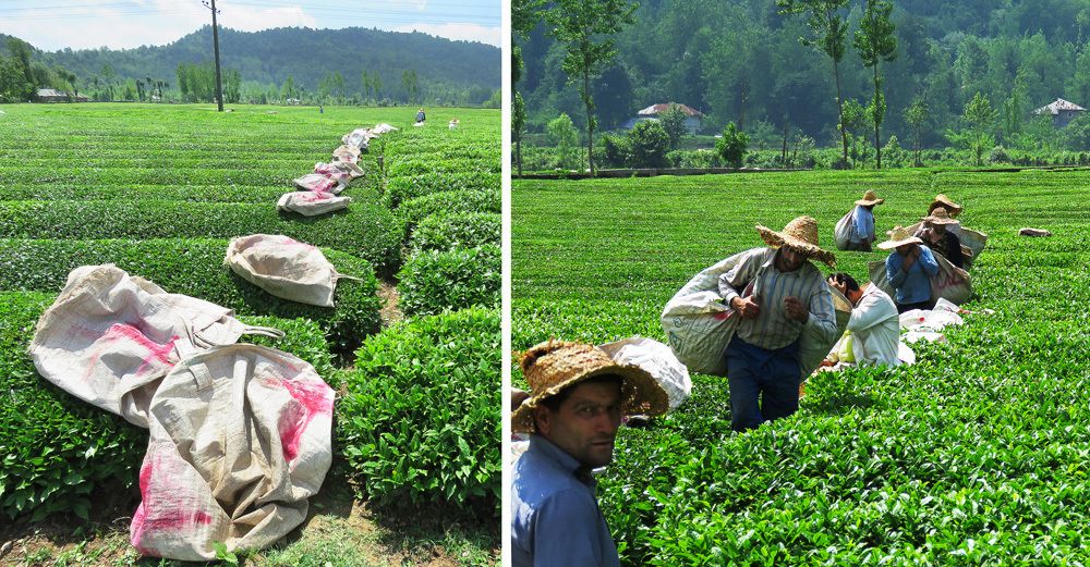 Gilan Province: Tea Plantations