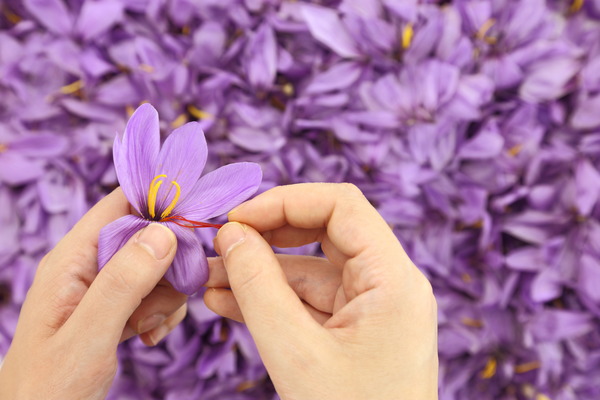 Iranian Saffron Iranian Saffron Flower