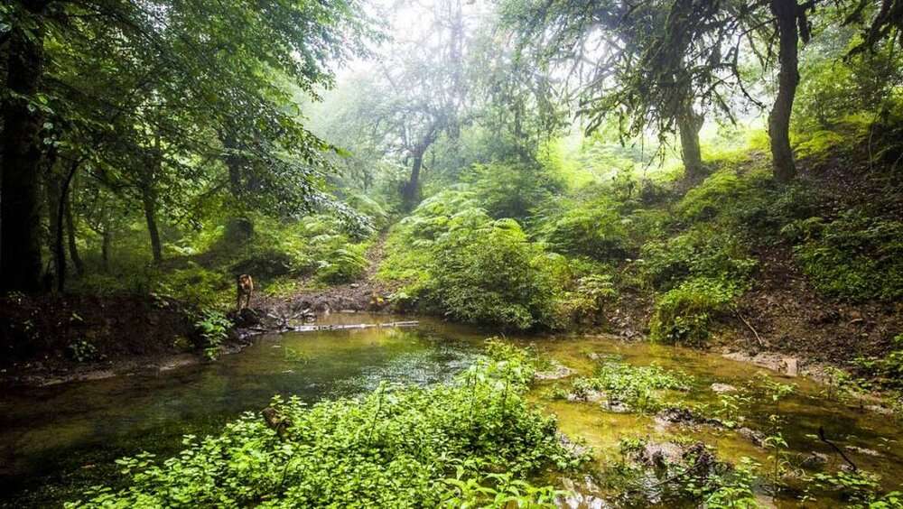 Golestan Province: Hyrcanian Forest