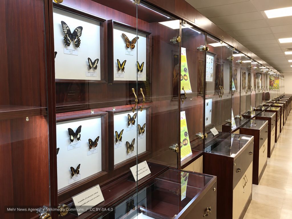 Hayk Mirzayans Insect Museum
