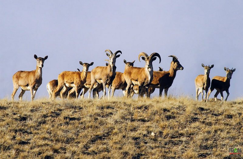 Golestan National Park Gazelles