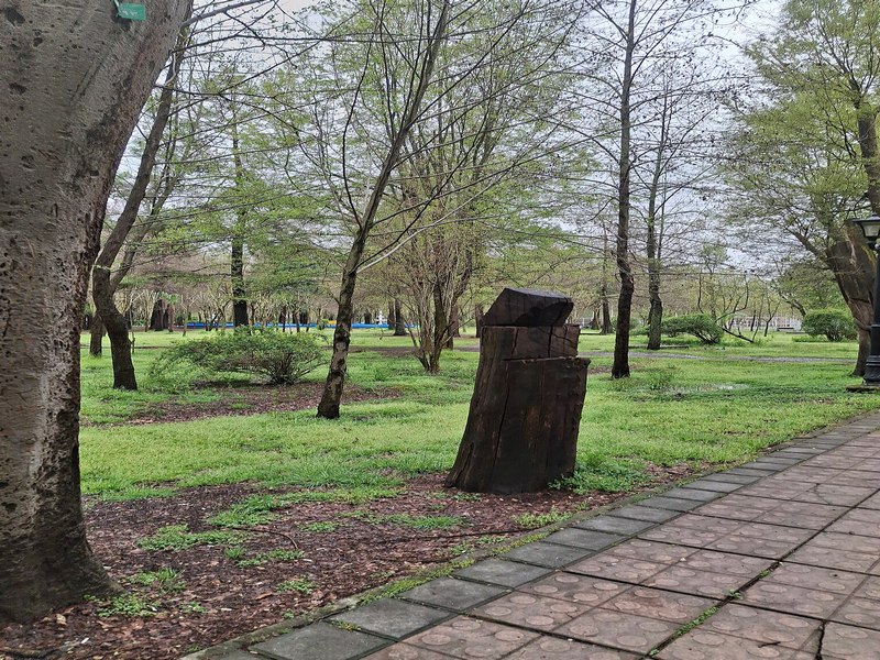 Mohtasham Garden Old Tree