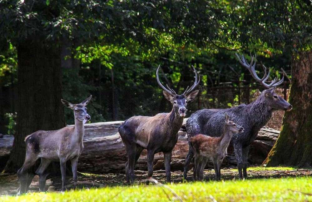 Golestan Province: Golestan National Park