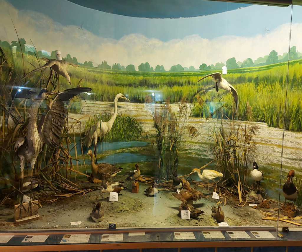 Rasht Natural History Museum