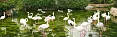 Attractions of Kish Island | Kish Bird Garden Attractions of Kish Island | Kish Bird Garden
