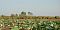  Attractions in Gilan | Anzali Lagoon
